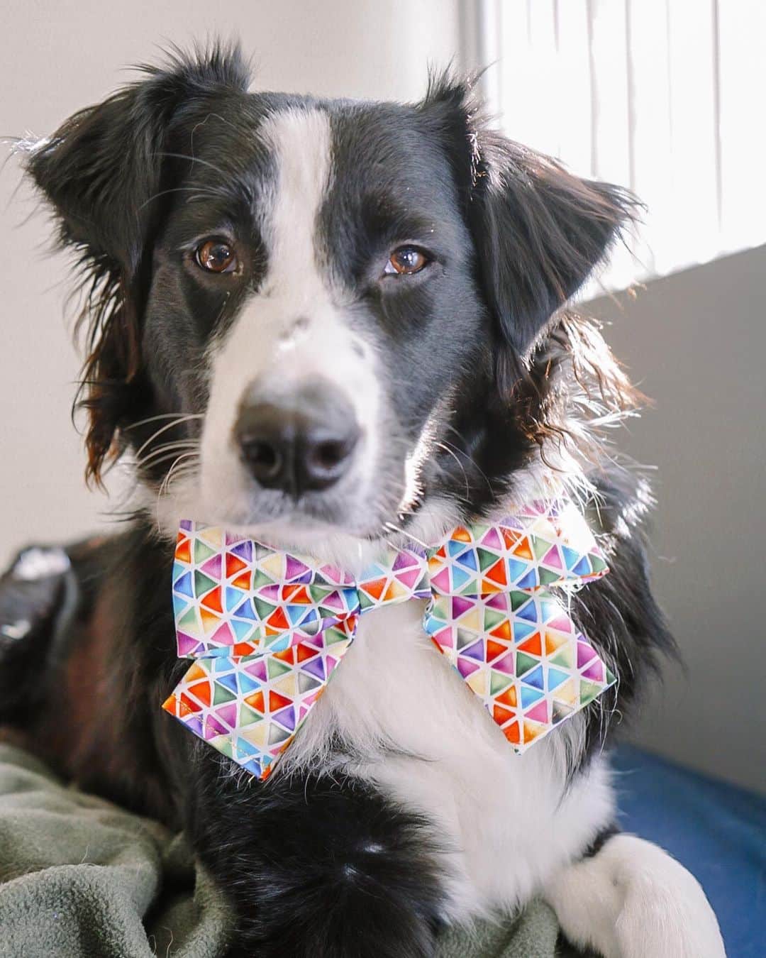 DogsOf Instagramのインスタグラム：「Fancy Friday ✨ These dapper kaleidoscope dog bow ties are handmade by @designedimpulseco and available through our shop - link in bio! 🎀  How do you and your pets do Fridays? Tag us in your stories or drop a comment below 😎  #shopsmall #supportsmalldesigners #supportsmallbusiness #dogbowtie #fancyfriday」