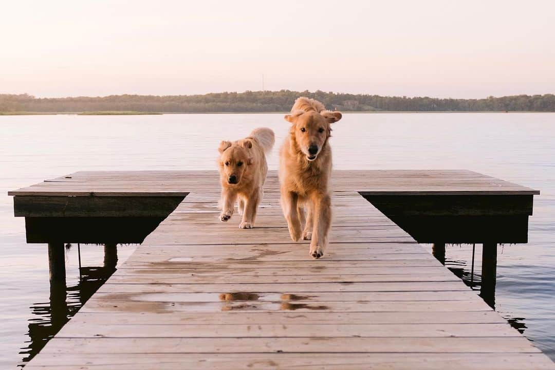 NikonUSAさんのインスタグラム写真 - (NikonUSAInstagram)「All eyes on @samanthabrookephoto's best friends, Koa and Lily 👀 How she got the shot with her Z 7: “I had my dogs in a sit and stay position at the end of the dock in somewhat challenging lighting conditions (the sun set quickly and went behind clouds). I walked roughly one hundred feet away from them, focused on their faces and gave them the ‘free’ command. Animal Detection AF has improved my pet photography because it more consistently produces pictures focused on my dog's face, keeping both the eyes and nose sharp even with shallow depth of field and movement, and despite challenging lighting conditions.”  Using Animal Detection AF to catch precious moments faster than they can fetch? Share them with us to celebrate #LoveYourPetDay! Tap our link in bio to learn more about using Animal Detection AF for crisp photos of your four-legged friends.  📸: Nikon Z 7 and NIKKOR Z 24-70mm f/2.8 S.  #Zcreators #dogs #petphotography #NIKKORZ」2月20日 0時36分 - nikonusa