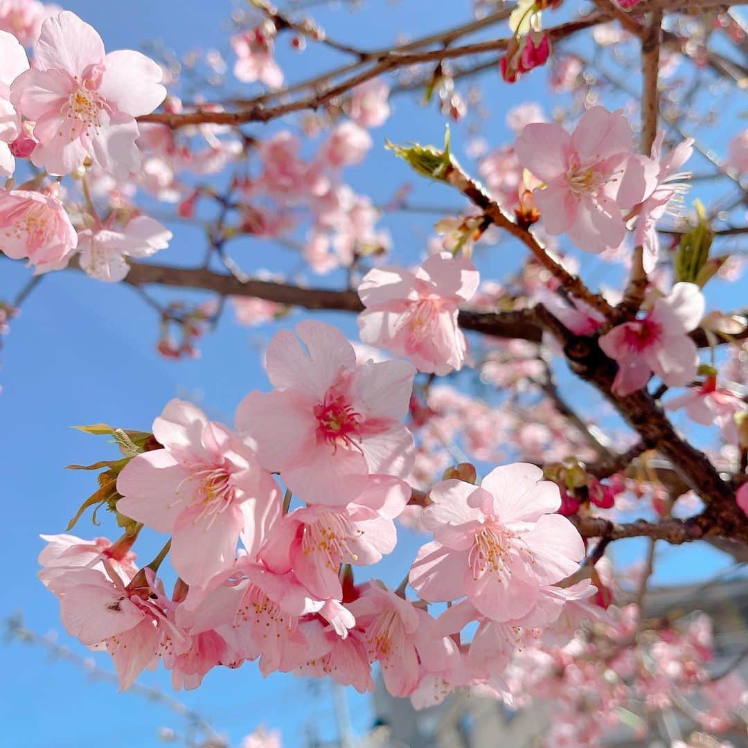 森下千里さんのインスタグラム写真 - (森下千里Instagram)「Spring is just around the corner.🌸  . . 春はすぐそこ。 歩くと冷たくなる指先に、 少しの冬を感じつつ。 . . #sakura #日本 #日本の花 #桜　#ピンク」2月20日 0時39分 - morishitachii
