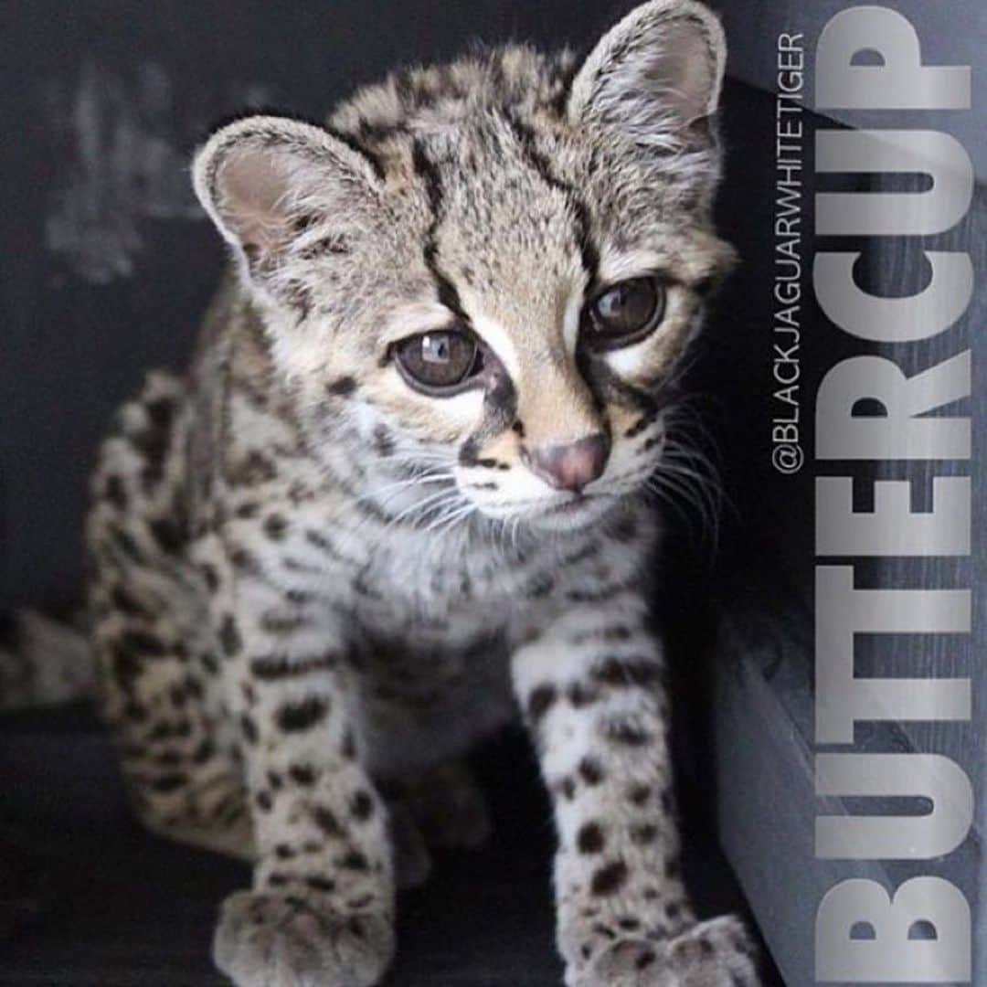 Black Jaguar-White Tiger さんのインスタグラム写真 - (Black Jaguar-White Tiger Instagram)「By far, one of my most Beloved kids... #BabyButtercupBJWT」2月20日 0時47分 - blackjaguarwhitetiger