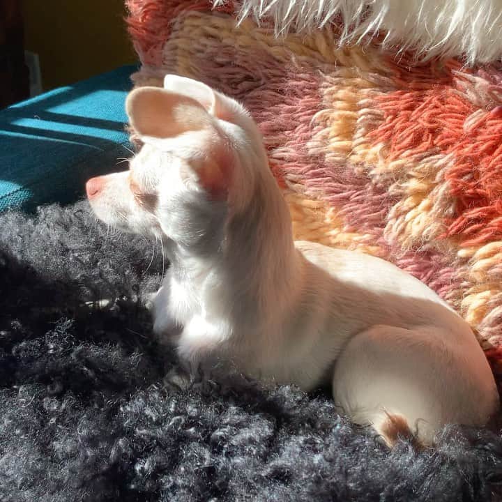 マーガレット・チョーのインスタグラム：「There’s something very #threestooges about this #sphynx #chihuahua #rescuedog @openlygaypets @openlygayanimals」