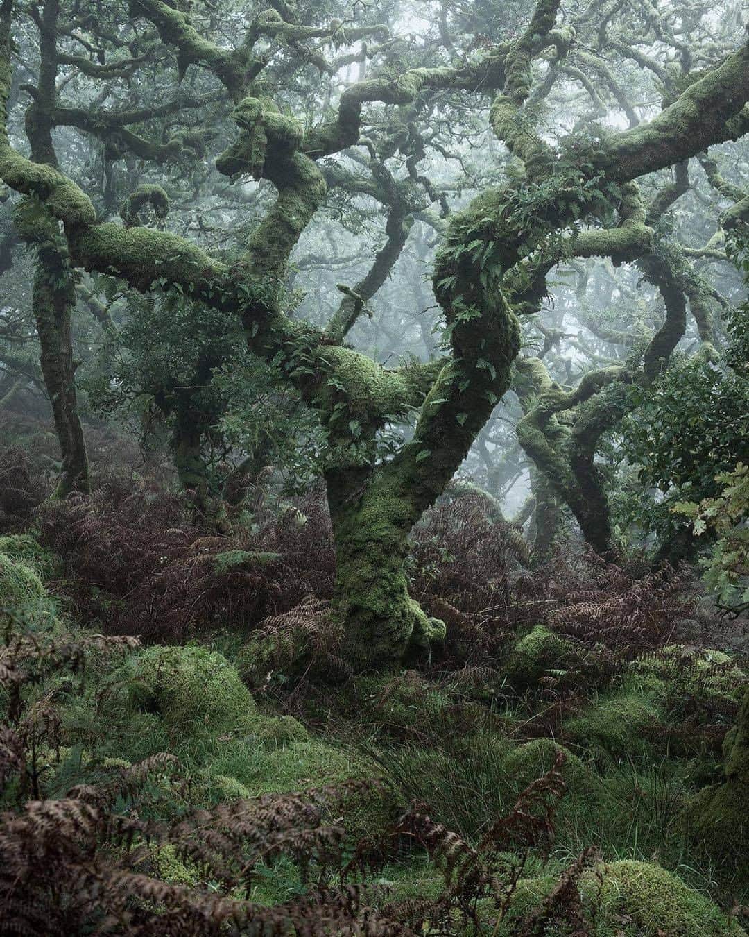 Discover Earthさんのインスタグラム写真 - (Discover EarthInstagram)「Tangled roots and mossy branches loom through heavy fog in mystical photographs. 🍃  🇬🇧 #discoverDevon with @neiljburnell   . . . .  #devon  #photooftheday  #northdevon  #instagood  #countryside  #autumn  #sunset  #devonlife  #southwest  #christmas  #torquay  #family  #beautiful  #seaside  #devonrex  #cornwall  #travel  #plymouth  #summer  #holiday  #nature  #love  #dartmoor  #sea  #photography  #england  #beach  #exeter」2月20日 1時00分 - discoverearth