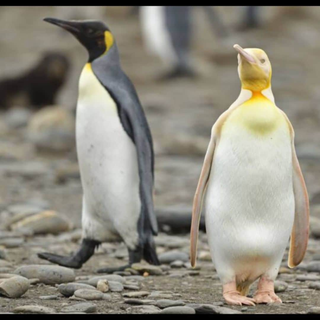 ロッテ・ヴァービークのインスタグラム：「Finally found my #spiritanimal the ginger of penguins #yellowpenguin」