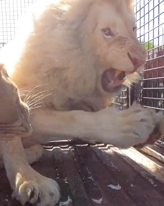 Kevin Richardson LionWhisperer のインスタグラム