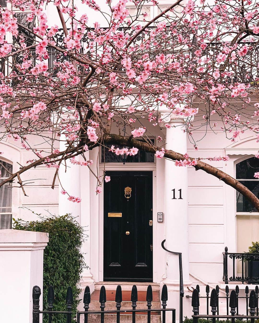 @LONDON | TAG #THISISLONDONさんのインスタグラム写真 - (@LONDON | TAG #THISISLONDONInstagram)「Nope. This isn’t a throwback. This is happening now, in Feb! 😳😱🥰 Wonderful snap by @ritafarhifinds of course! She never misses a trick! ✨🌸💖🌸✨  ___________________________________________  #thisislondon #lovelondon #london #londra #londonlife #londres #uk #visitlondon #british #🇬🇧 #southkensington #kensington #londoninbloom」2月20日 1時17分 - london