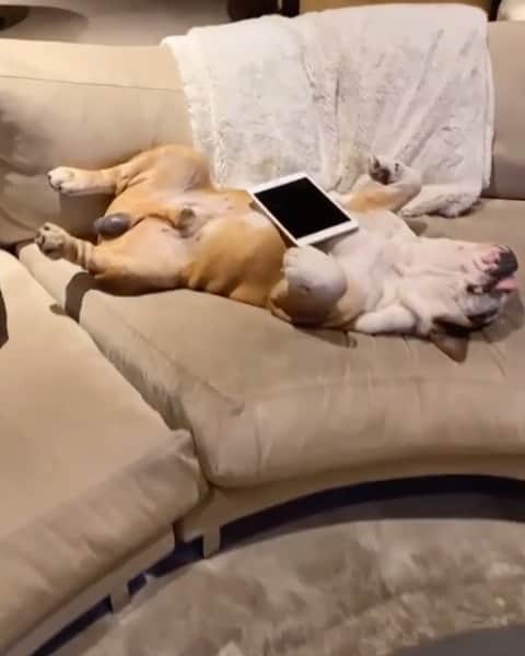 WildLifeのインスタグラム：「Caption this 😂 Video by @likewhoaleo」