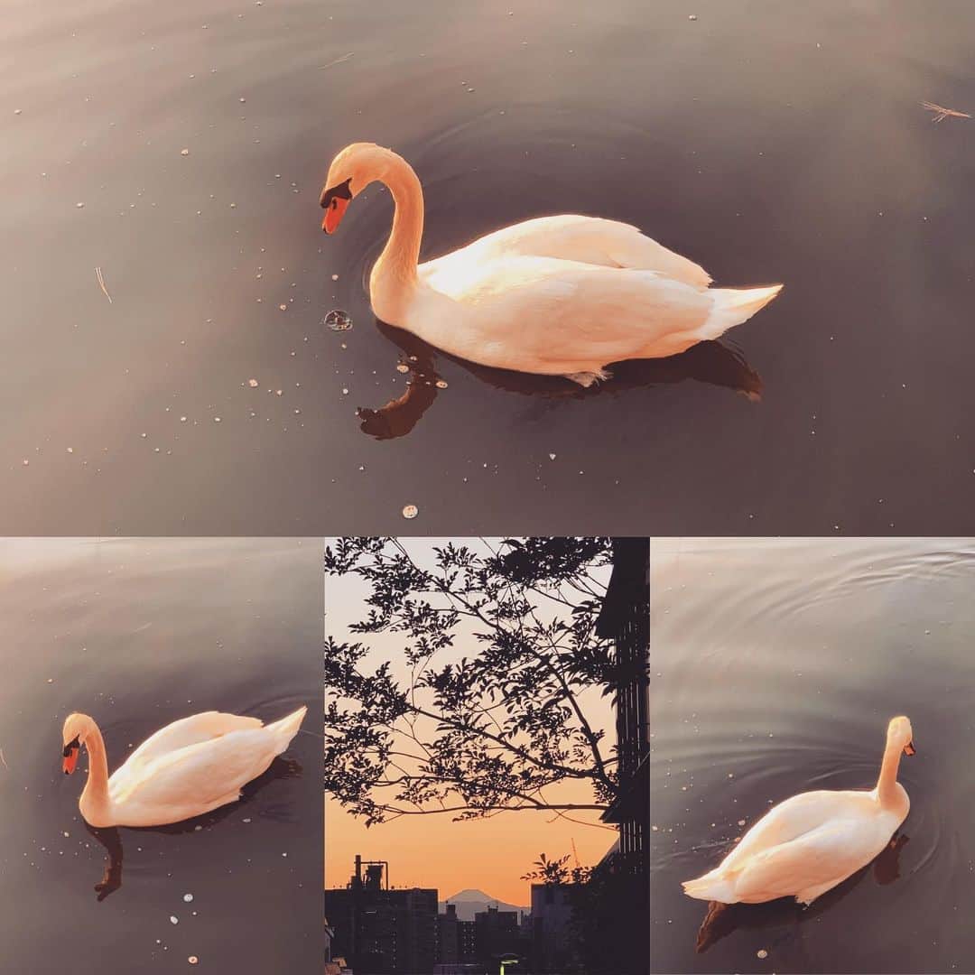 有森裕子さんのインスタグラム写真 - (有森裕子Instagram)「Beauty in the dusk …」2月20日 1時23分 - arimori.yuko33