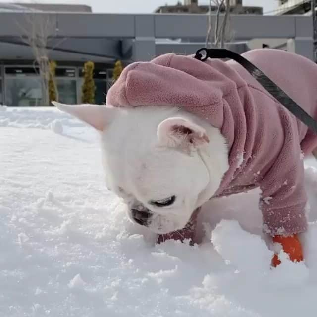 French Bulldogのインスタグラム