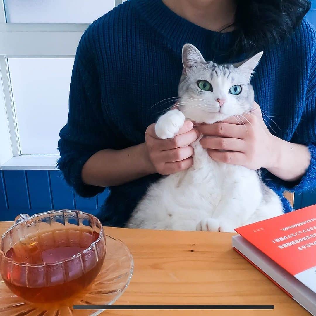のインスタグラム：「* Hey guys. How are you all doing? So I woke up early, got ready, brought my Janat tea and set all the equipments up and waited for the video meeting to star t but found out that the meeting wasn't until next week😂 Anyways, have a great weekend! . 皆さん週末をいかがお過ごしでしょうか？ 私は朝から身支度して、カメラセッティングして、JANATの紅茶入れてビデオミーティングに向けてよーしバッチリ用意したと思ったら、ミーティングは来週だったっていうね😅あはは それでは、皆さま良い週末を👋🏻 #元野良猫部 #元野良もカワイイ説普及隊  #PR #janat *」