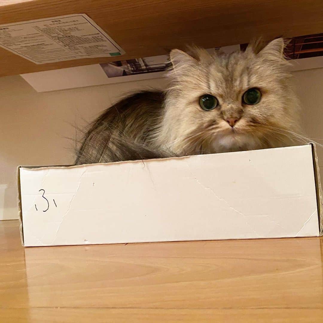 兄弟猫と私と夫の2トムのまいにちさんのインスタグラム写真 - (兄弟猫と私と夫の2トムのまいにちInstagram)「"ふ"って名前かいとる箱に 入ってみるちょっとした快感 ぼかぁ、悪いやつやのぅ おにいには内緒やで  #ふぅちゃんの箱 #ふぅ箱に入って懲役2時間  cat#cats#pet#catsofinstagram#catstagram#catstagram_japan#instacat#cutecat#cutepetclub#bestcats#world_kawaii_cat#catoftheday#meow#bestmeow#TheDailyKitten#ねこ#ネコ#猫#ねこ部#ふわもこ部#pecoねこ部#みんねこ#チンチラ#チンチラゴールデン#チンチラシルバー#ペルシャ#みぃ豆」2月20日 12時50分 - maamiff