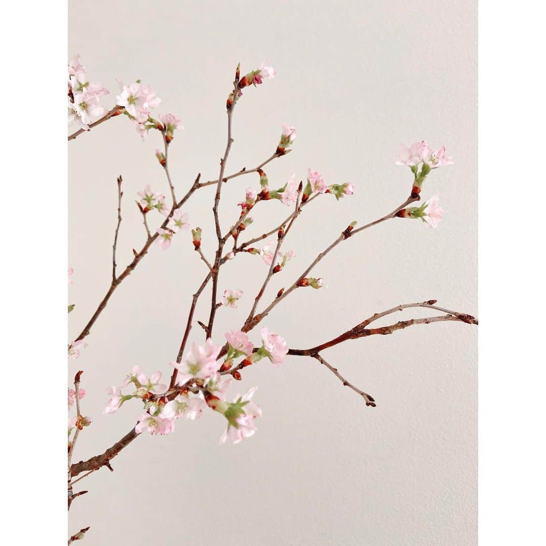 森下紀子さんのインスタグラム写真 - (森下紀子Instagram)「. おウチで春を感じる🌸  #桜 #cherryblossom」2月20日 12時50分 - noriko_morishita_