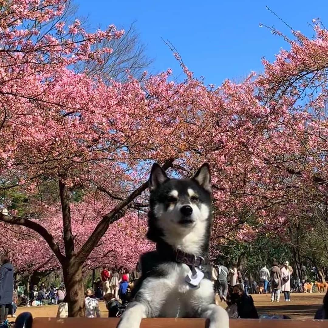 くろさんのインスタグラム写真 - (くろInstagram)「河津桜🌸 #林試の森公園 #河津桜 #柴犬と桜 #柴犬と河津桜 #cherryblossom #kuroshiba #blackshiba #shibainu #shibadog #shibastagram #dogstagram #instadog #柴犬 #黒柴 #黑柴 #和犬 #日本犬 #イッヌ #わんこ #わんこと一緒 #イッヌと一緒 #日本犬と一緒 #和犬と一緒 #イッヌと一緒 #黒柴と一緒 #柴犬と一緒」2月20日 12時53分 - m6bmw