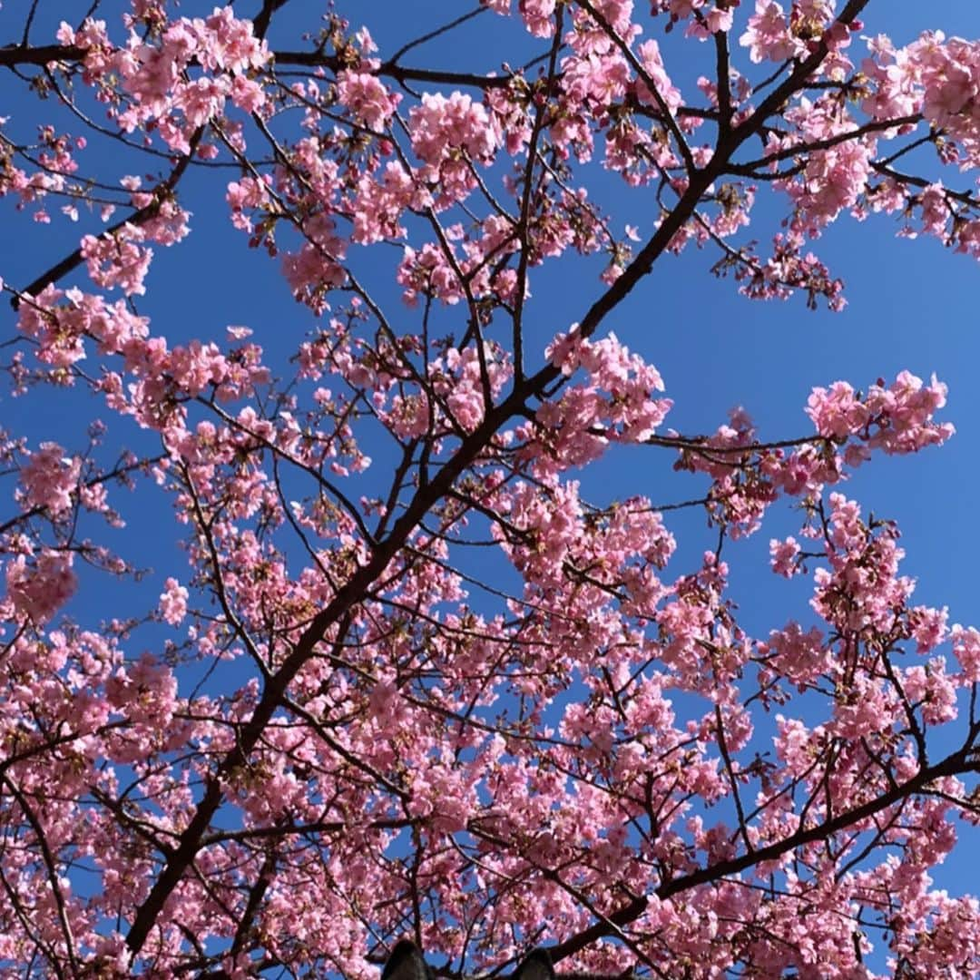 くろさんのインスタグラム写真 - (くろInstagram)「河津桜🌸 #林試の森公園 #河津桜 #柴犬と桜 #柴犬と河津桜 #cherryblossom #kuroshiba #blackshiba #shibainu #shibadog #shibastagram #dogstagram #instadog #柴犬 #黒柴 #黑柴 #和犬 #日本犬 #イッヌ #わんこ #わんこと一緒 #イッヌと一緒 #日本犬と一緒 #和犬と一緒 #イッヌと一緒 #黒柴と一緒 #柴犬と一緒」2月20日 12時53分 - m6bmw