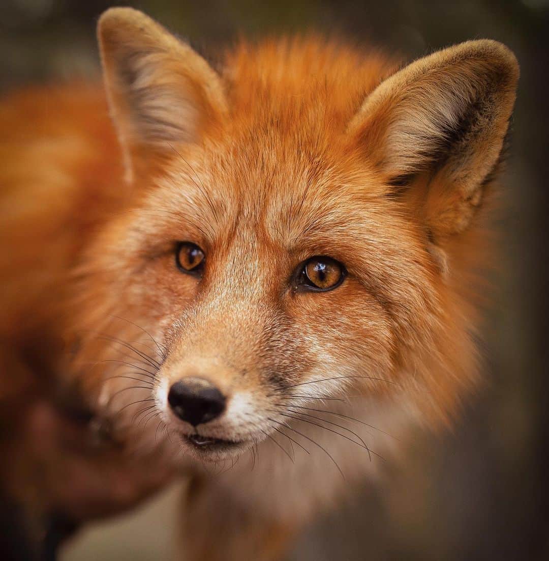 Rylaiのインスタグラム：「Lena.... Classic yet extraordinary.... I cannot begin to explain how special and unique this girl is....  . Lena is a Russian domesticated fox, so that in an of itself makes her unique... She was bred as part of the Russian fox program at the Institute of Cytology and Genetics in Novosibirsk, RU.  These special genetics make her friendlier with humans and exhibit less aggression and fear response than normal foxes.  But this girl stands out in a crowd!!! She is more confident, less reactive, more engaging, and overall a superstar!! Did we mention she has a special gene mutation called the Star Mutation?  . Yes, this is a gene associated with domestication. And honestly, all that doesn’t matter as much as how Lena will be able to speak and be the voice for her captive and wild born counterparts!! Through her ability to connect with people, interact with people, bond with people through our programs, she will have an impact on the intensity to which every single person she meets fights for a fur free, cruelty free world. A world where fur is not used as a fashion status symbol and where trapping animals for sport become heinous.... where celebrities that brag about their fancy and expensive coats get boycotted and where her cousins lives matter!!! Lena is going to be a force in the fight against fur farming... against cruelty to animals... Lena is a name that will represent hope, compassion, respect, and conservation!!  . Lena!!  . Photography by @myinfiniteadventure  . . . #lena #photography #photo #theirvoice #furfree #savethefoxes #foxesofinstagram #foxesofig #redfox #saynotofur #russianfox #russiangirl #spokesperson #photooftheday #animal #animals #animalphotography #animallovers #animalsofinstagram #sandiego #socal #la #losangeles」