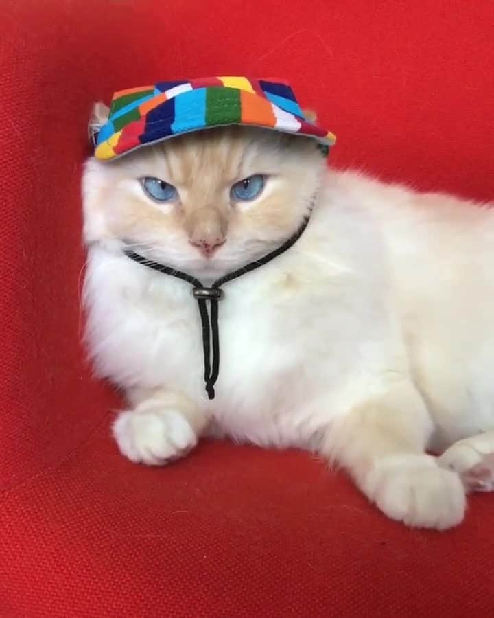 Cats of Instagramのインスタグラム：「From @casper.cat.meow: "is it summer yet?" #catsofinstagram」