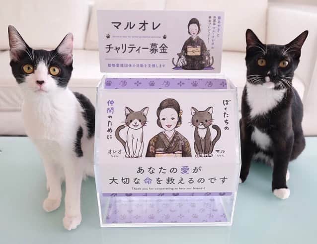 藤あや子さんのインスタグラム写真 - (藤あや子Instagram)「この度、秋田県動物愛護センターに猫用ワクチン320回分を寄付させて頂きました。  コンサート会場で募金をしてくださった皆さま、チャリティーカレンダーをご購入くださった皆さま、本当にありがとうございました。  今後もマルオレの輪がどんどん大きく広がっていくように引き続き保護猫活動に力を注いで行こうと思います。 #マルオレ #保護猫活動 #ワンニャピアあきた」2月20日 11時48分 - ayako_fuji_official