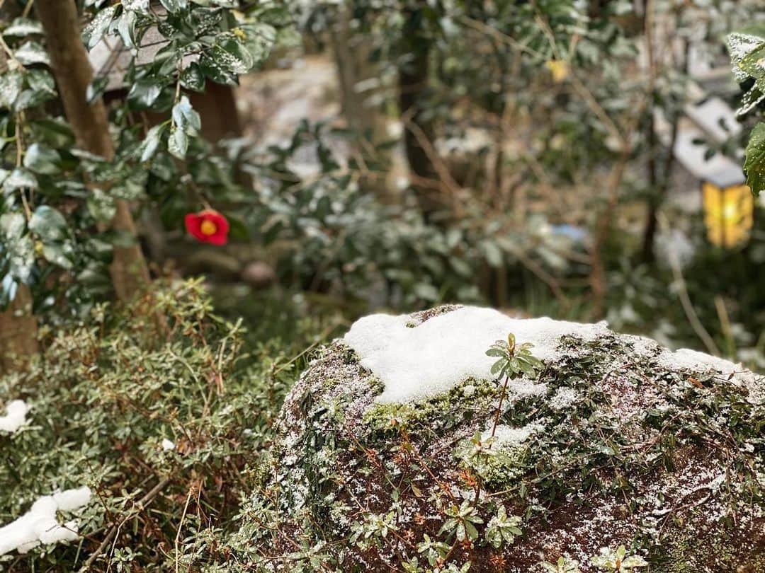 湯の山温泉 寿亭|Ryokan KOTOBUKITEIのインスタグラム：「･ #日本庭園 にて📷 椿をバックに雪を撮ろうと思い、 撮った所…#雪 が#ハート に見える❣️ と感じました☺️💗 私のちょっとした幸せを感じた瞬間でした🤤 昨日からまた少し寒い日が続いておりますが 元気に暖かいおもてなしを心掛け、 お客様のお越しをお待ちしております♨️ ･ #三重#湯の山#湯の山温泉#温泉##温泉好き#温泉旅行#旅行#温泉旅館#三重旅#三重旅行#女子旅#インスタ映え#寿亭#旅館寿亭#御在所岳#御在所岳ロープウェイ#温泉女子 #mie#japan#yunoyamaonsen#onsen#ryokan#ryokanlife#visitmie#travel#happyvalentinesday」