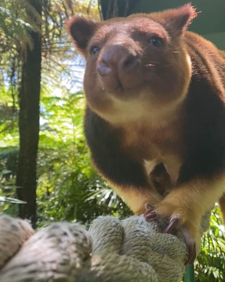 タロンガ動物園のインスタグラム