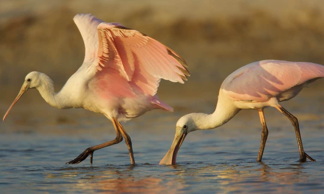 Tim Lamanさんのインスタグラム写真 - (Tim LamanInstagram)「Photo by @TimLaman.  Two juvenile Roseate Spoonbills forage along the edge of an estuary in Florida.  This is one of my images that has “passed the test” of going a bit beyond the ordinary and having something special about it that prompts me to add it to my fine art print selection.  It isn’t always tangible exactly what that is, but in this case, I think its a combination of the beautiful light, the dynamic poses of the two birds together, and that when you look closely, you notice the shadow of the wing of the first bird has landed on the second bird.  To me, things like this elevate an image beyond the ordinary and make it something special.  Above all, I want the images in my fine art gallery to be unique.  I know that these exact elements will never come together in the same way again in another image, and to me, that makes it special.  - Where was I when I took this image?  I was in the water trying to get closer and get a low angle to the birds foraging on the far shore.  Swipe to see a behind-the-scenes shot from that day in Florida some years baek.  Photo of me by @Kizikaya_Zafer. You will find this and other unique bird images in my “Wonder of Birds” gallery at the link it bio if you would like to check them out.  Hope you enjoy it. #spoonbills #birds #birdphotography #Florida #nature #FramedonGitzo #fineartfriday @GitzoInspires. - PS.  If you use your tripod in salt water like this, do take it apart and rinse it off well after the trip!」2月20日 12時05分 - timlaman