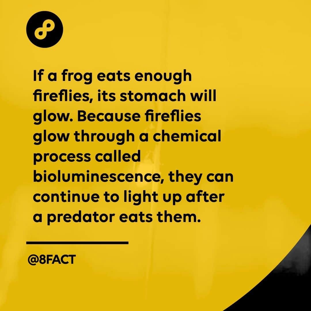 のインスタグラム：「Firefog」