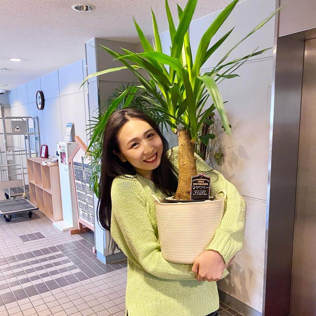 新山大さんのインスタグラム写真 - (新山大Instagram)「先週の土曜はDON女祭りで「ときが優勝したら観葉植物買ってやるよ」と言ったら、本当にとき優勝しちゃったので観葉植物プレゼントしました🪴喜んでくれて良かったよ。おめでとう！ #とき #RINGOMUSUME #観葉植物 #マヤツリー #神秘の植物 #枯らさないでね」2月20日 12時34分 - dai_niiyama