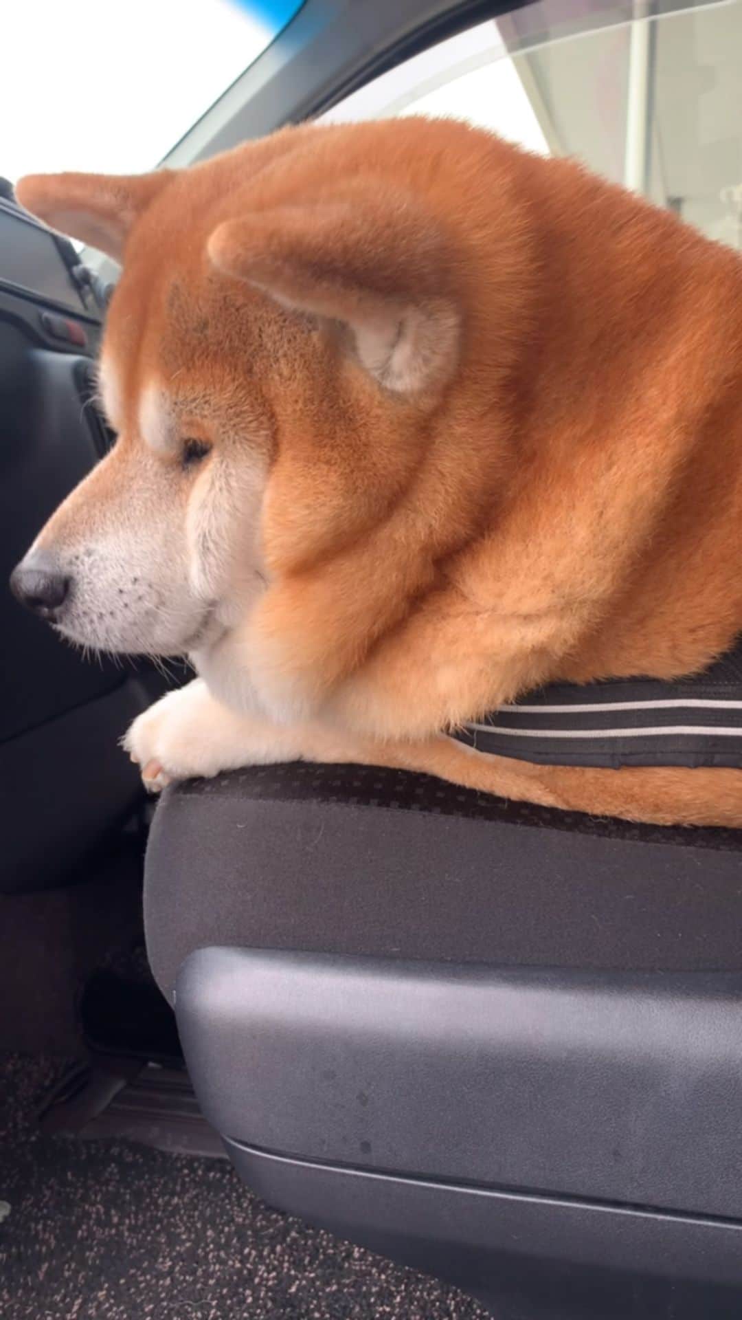 shibainu berryのインスタグラム