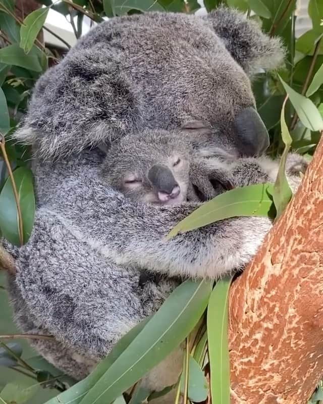 animalsのインスタグラム：「Snuggly little koalas 🐨💚 TAG someone who needs to see this 🤍 Video by: @reneehowell18」