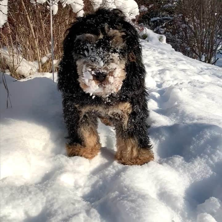 FluffyPackのインスタグラム：「Heading into the weekend☃️ Happy Friday fluffy friends & hoomans!🥰😎 . #weeklyfluff #cockapoo #9gag #happyfriday #funny #fredag #fluffypack #thedodo #dogs #cockerpoosverige #tiktok #fun #doodletales #weekend #dogsofinstagram #agriahund」