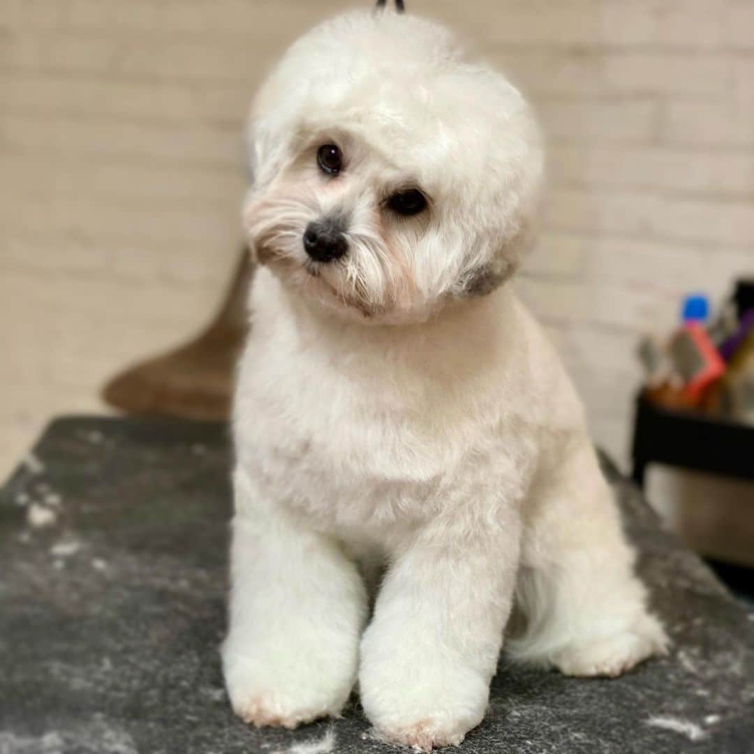 Dogs by Ginaのインスタグラム：「I love putting a standard on a mix breed. Sometimes you have to let the dogs body shape make the call on the trim. Every dog speaks for a different groom, identify this and apply what you need to in order to make that dog look the best it can.」