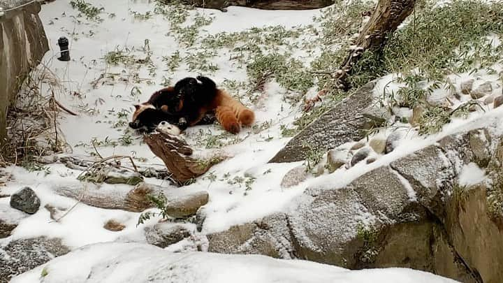 スミソニアン国立動物園のインスタグラム