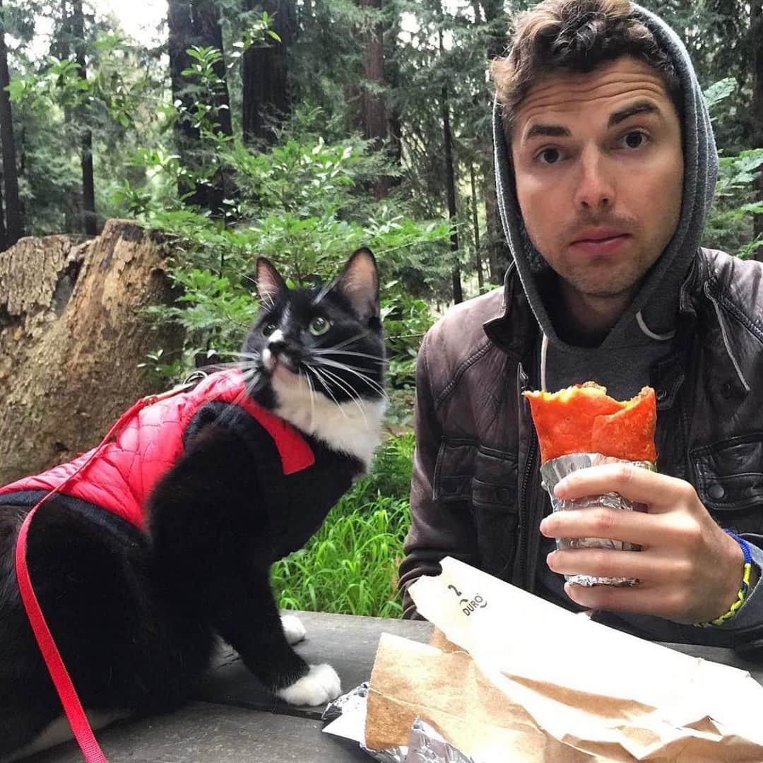 ハンナ・シモンのインスタグラム：「Yesterday I wrote about how I took my geriatric sick old men housecats on an RV roadtrip up the Pacific Coast Highway so they could feel the forest floor beneath their little paws and smell the ocean air for the very first time. This magical trip would have never happened if it wasn’t for the most wonderful creative open to weird spontaneous ideas man, @jessegiddings. I had always had a dream of taking the boys on an adventure of a lifetime but I didn’t know where to start... Jesse unbeknownst to me figured out how to make the dream a reality. He rented the RV, planned the trip, surprised me with it all and then drove with them crawling all over him. He even shared his breakfast burritos with these crazy feline boys. Yesterday everyone tagged their animal accounts... today tag your ride or die who would smoosh into a vehicle with a bunch of oldie creatures 😻😻😻」