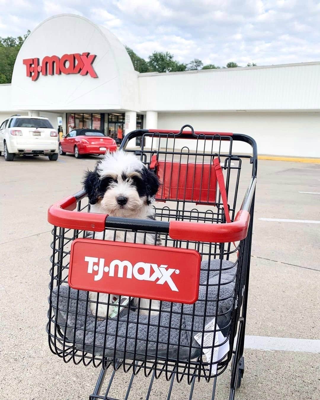 T.J.マックスのインスタグラム：「Did you just say “aww” out loud? Because we totally did 😍 (📷: @thedoodle_scout)」