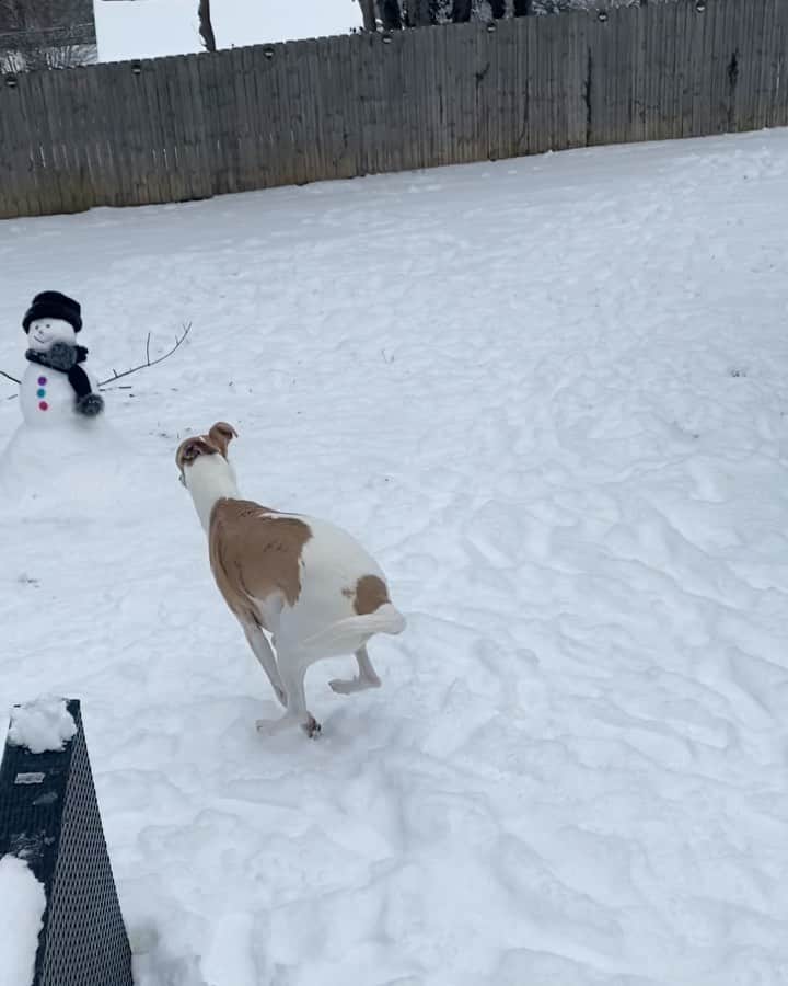 キャサディー・ポープのインスタグラム：「Video from my mom who’s watching the boys while I’m out of town. Guess they wanted to show the new guy who’s boss 😂」