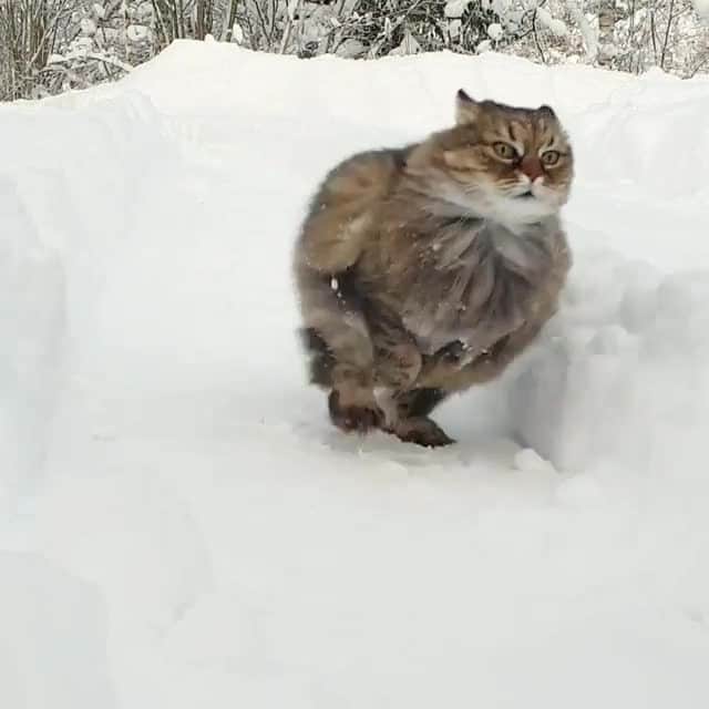 Cats of Instagramのインスタグラム：「From @rackarkatten: "Just realized it's friday.🐾🐾" #catsofinstagram」