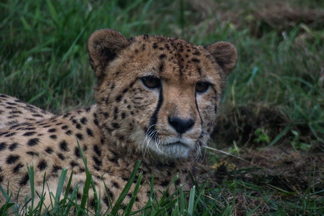 スミソニアン国立動物園さんのインスタグラム写真 - (スミソニアン国立動物園Instagram)「🐆How the years sprint by! Join us in celebrating a decade of success for the Smithsonian Conservation Biology Institute's cheetah breeding program! 🥳 🐆From  cheetah cub booms to research break throughs, take a look at the top 5 most spot-acular accomplishments over the years: (link in bio) https://nationalzoo.si.edu/animals/news/decades-top-5-spot-acular-cheetah-program-milestones」2月20日 5時50分 - smithsonianzoo