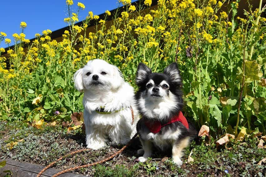 小野真弓さんのインスタグラム写真 - (小野真弓Instagram)「おはようございます🌼 ぴよぴよ🦜ぴやぴや🕊 春の鳥の声が聞こえるようになってきました🌱✨ 毎日お花見🌸わん散歩風景( ´ ▽ ` ) 今日も皆様、良い一日を🍀😷 #菜の花#梅#わん散歩 #チワワ#チワマル#いぬすたぐらむ #いぬばか部 #chihuahua #maltese #mixdog#doglover #dogstagram #犬のいる暮らし#千葉暮らし#あずの里いちはら#お散歩広々#外席沢山#わんこに優しい#道の駅  #里親募集#中型犬mix#子犬里親募集 #千葉県#市原市#保護犬譲渡会#2月23日#開催#子犬11頭参加します @gomashio95 23日の譲渡会のチラシも貼ってもらいながら〜🐕‍🦺^ ^ 保護っ子たちにも素敵な出会いの、 春が訪れますように☺️🌸」2月20日 6時03分 - hanaharuaroi