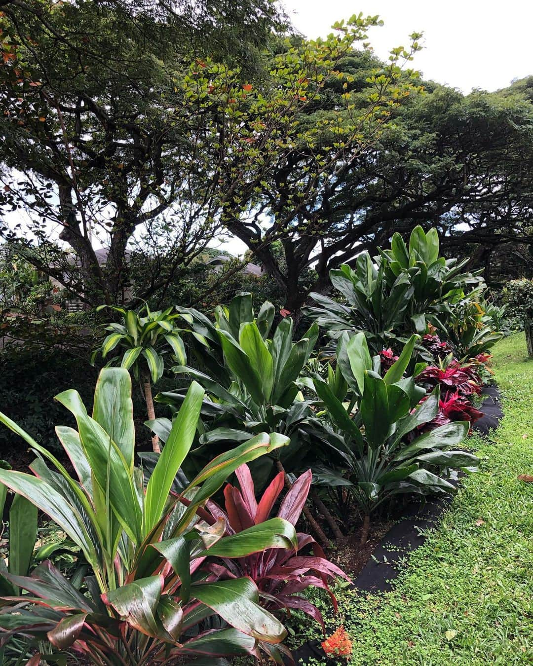 Honolulu Myohoji Missionさんのインスタグラム写真 - (Honolulu Myohoji MissionInstagram)「🤲🏻✨  ☁️ Happy aloha Friday everyone! ☁️  Here are two info about meditation classes from Honolulu Myohoji Mission:  🌿 Practice and Learning with Dr. Saito Honolulu Myohoji is corroborating with Dr. & Rev. Saito, a M.D. Psychiatrist and the head minister of Yoshoji Temple in Japan. This will be on Saturday,Feb 20, 2020 at 1:00pm (tomorrow in HST) on Zoom.  🌿 Shodai Meditation   Honolulu Myohoji offers weekly meditation on every Saturdays at 10:00am - 11:00am on Zoom!  To attend our classes, please call or email below: 808-524-7790 info@honolulumyohoji.org  Have a great weekend! Looking forward to seeing you on Zoom!  ————————- 🤲🏻 Dr. Yukari’s Zoom Lounge is here for you!  - Consultations will be available to discuss your challenges and worries faced in daily life involving family, relationships, anxiety, stress, grief & loss.   - The first 2 sessions are free of charge.  Contact us at the address below for any questions or to reserve your 60-minute zoom session.  Email: info@honolulumyohoji.org  - Guided by the hope of St. Nichiren, we continue to work towards a peaceful society.  Honolulu Myohoji Mission collaborates with Psychologist Dr. Yukari Kunisue, a trained and experienced therapeutic life coach, to offer a safe online space: Dr. Yukari’s Zoom Listening Lounge  - Stories are twice a week on our blog, Facebook and Instagram.  📺  Honolulu Myohoji YouTube channel is available now!  On our YouTube channel, you can see - Rev. Yamamura’s talk, - Past events of Honolulu Myohoji, and - Some nice Hawaii weather from Honolulu Myohoji.  ————————- * * * * #ハワイ #ハワイ好きな人と繋がりたい  #ハワイだいすき #ハワイ好き #ハワイに恋して #ハワイ大好き #ハワイ生活 #ハワイ行きたい #ハワイ暮らし #オアフ島 #ホノルル妙法寺 #思い出　#honolulumyohoji #honolulumyohojimission #御朱印女子 #開運 #穴場 #パワースポット #hawaii #hawaiilife #hawaiian #luckywelivehawaii #hawaiiliving #hawaiistyle #hawaiivacation #healing #meditation #transcendence」2月20日 6時08分 - honolulumyohoji