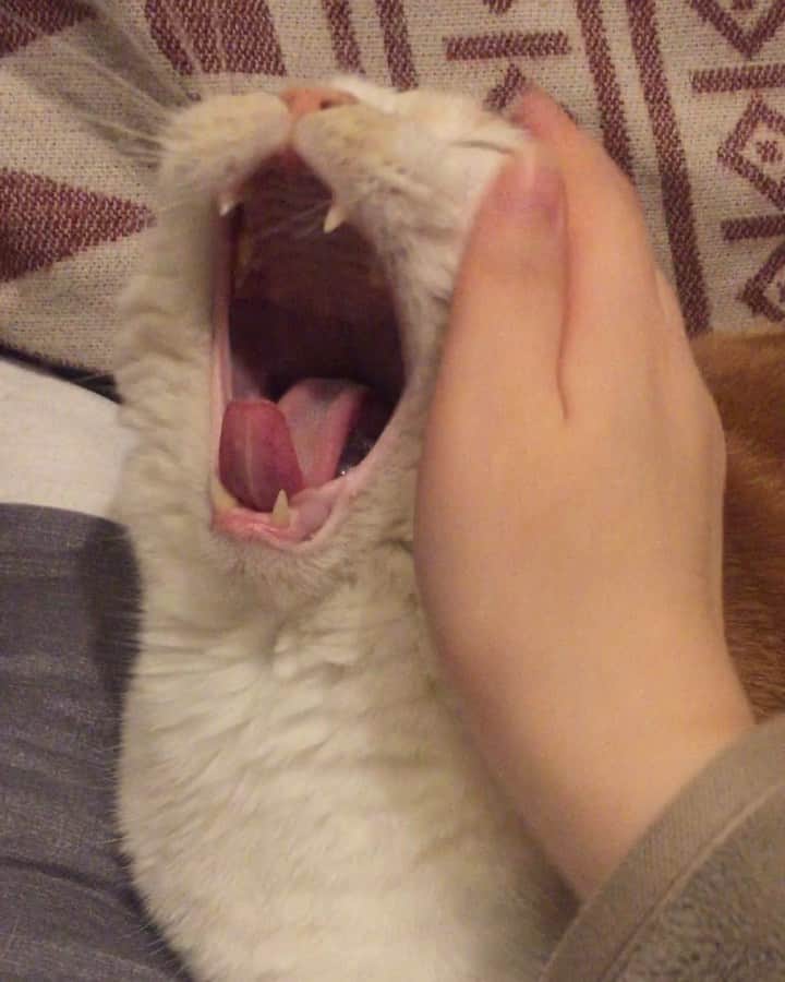 にゃんすくんのインスタグラム：「撫でようとすると耳が平行になるの めちゃくそ可愛い🦑  #猫あるある」