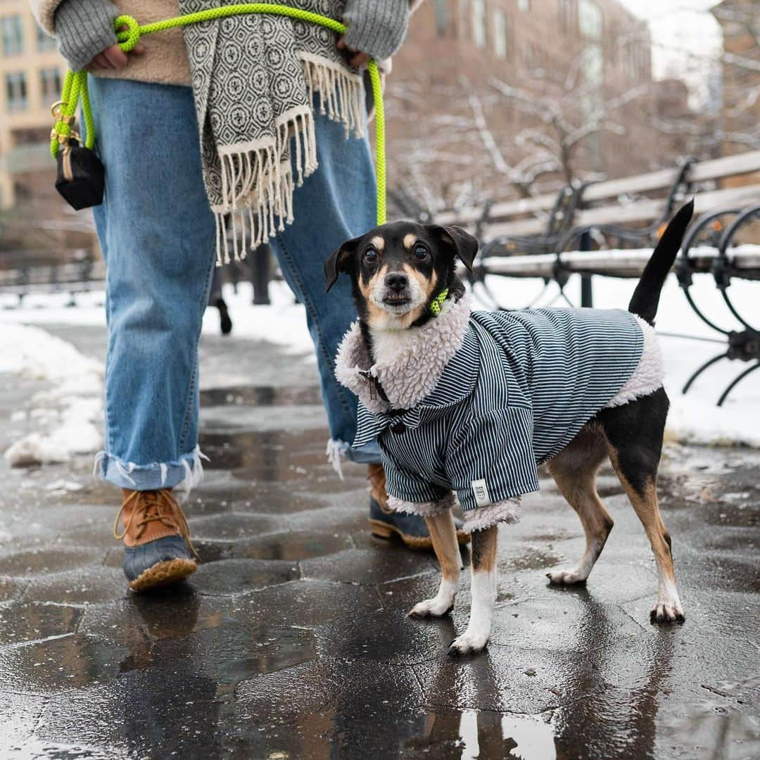 The Dogistさんのインスタグラム写真 - (The DogistInstagram)「Miles & Ollie, mixes, Washington Square Park, New York, NY • ”We’re best friends and are both designers – we met at a children’s wear company years ago. We started Gone to the Dogs because we wanted to create something fun and exciting together – something that we could not only share with the community, but also impactful in many ways. We were inspired by our dogs Miles and Ollie and decided to create an ethical and fun line of dog products. We wanted to do it right and do it well, by making ‘dog goods that do good.’ We decided we wanted to partner with women makers in New York and around the globe – we’re working with marginalized women in NYC as well as artisans in Nepal, Peru, and Cambodia. We’ve reduced our carbon footprint by using earth-friendly, reclaimed and upcycled materials. We’re proud to be a BIPOC, women-owned, social enterprise. Our mission is to provide job opportunities and fair and stable incomes to artisans, namely marginalized women. It's been tough starting a business during COVID – we've been doing outdoor markets up until recently when it got too cold. But the dog community has been so supportive. It makes us super hopeful and optimistic for what the future has in store for us.” To check out and shop @gonetothedogs.co, head to the link in bio! #AllInNYC #NYCSTRONG」2月20日 6時21分 - thedogist