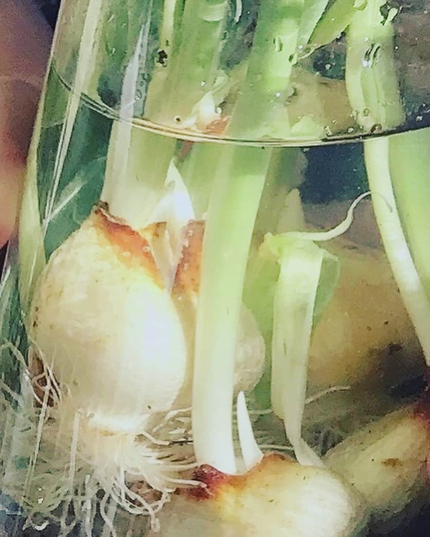 前野えまさんのインスタグラム写真 - (前野えまInstagram)「ベランダのチューリップ🌷 球根からグングン伸びてます🪴 ・ ・ #おはようございます #チューリップ #赤い花 #春の花 #🌷 #球根 #水栽培 #春の訪れ #花のある暮らし #花の写真 #花のち晴れ #今日は撮影 #お仕事 #頑張ります #今日の1枚   #tulips #red #flowers #springflowers #spring2021 #flowerphotography #todaysphoto  #followme #tflers #actress #girl #photography #portraitphotography #daily_phot_jpn #japan_daytime_view」2月20日 6時27分 - maeno_ema