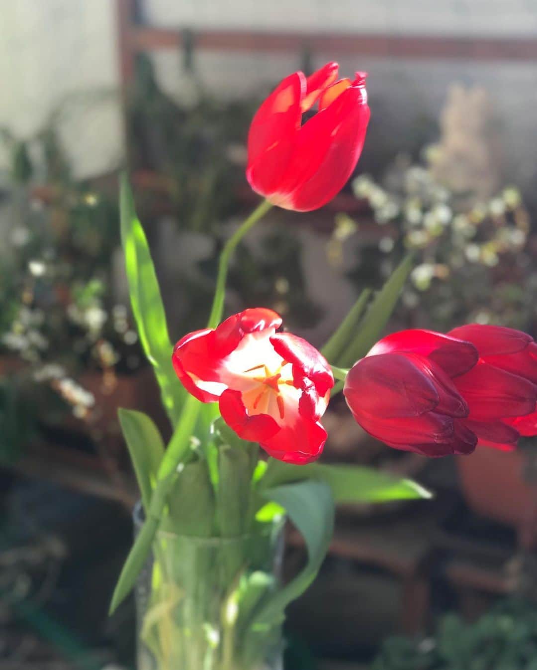 前野えまさんのインスタグラム写真 - (前野えまInstagram)「ベランダのチューリップ🌷 球根からグングン伸びてます🪴 ・ ・ #おはようございます #チューリップ #赤い花 #春の花 #🌷 #球根 #水栽培 #春の訪れ #花のある暮らし #花の写真 #花のち晴れ #今日は撮影 #お仕事 #頑張ります #今日の1枚   #tulips #red #flowers #springflowers #spring2021 #flowerphotography #todaysphoto  #followme #tflers #actress #girl #photography #portraitphotography #daily_phot_jpn #japan_daytime_view」2月20日 6時27分 - maeno_ema