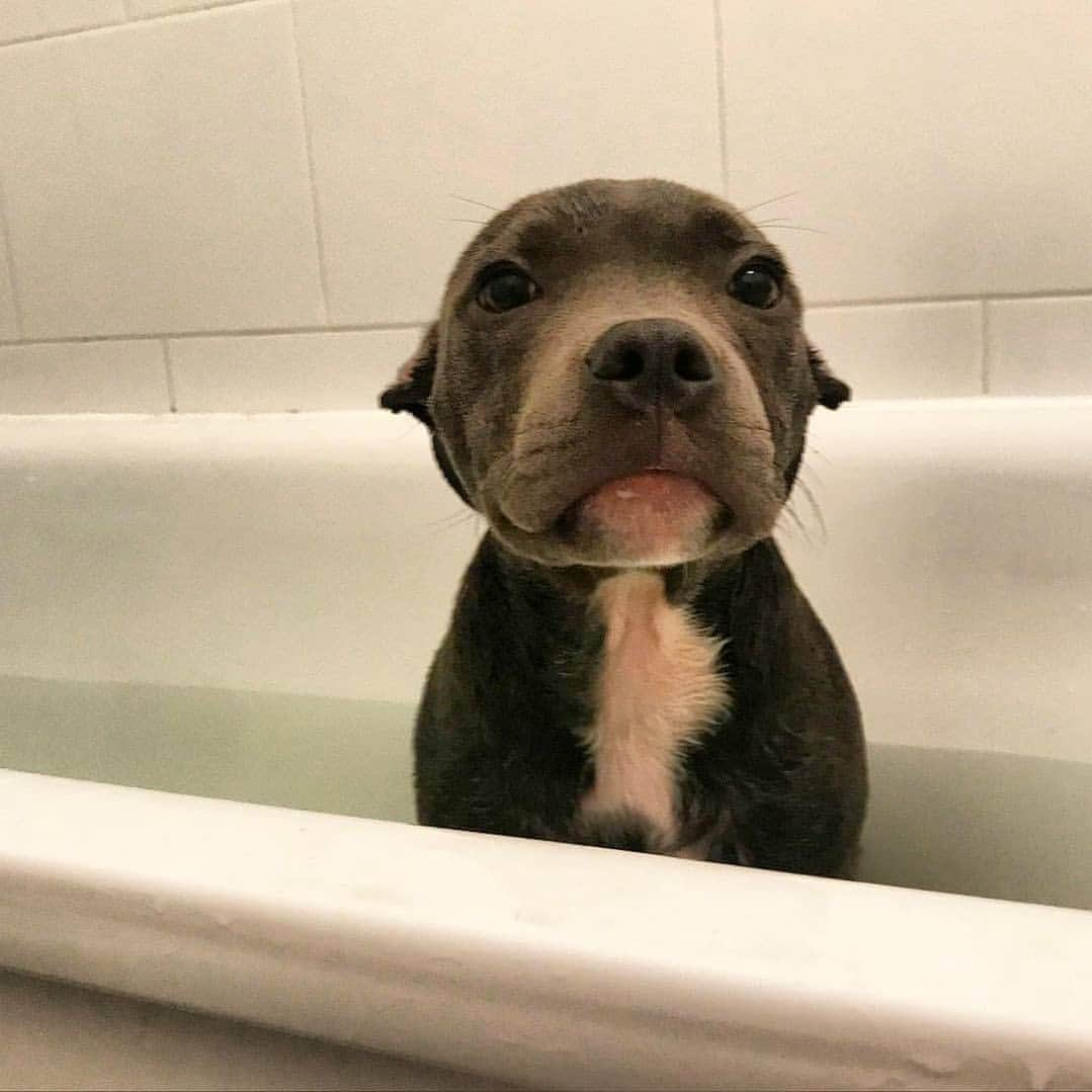 Pit Bull - Fansのインスタグラム：「😰 @frank_the_absolute_tank」