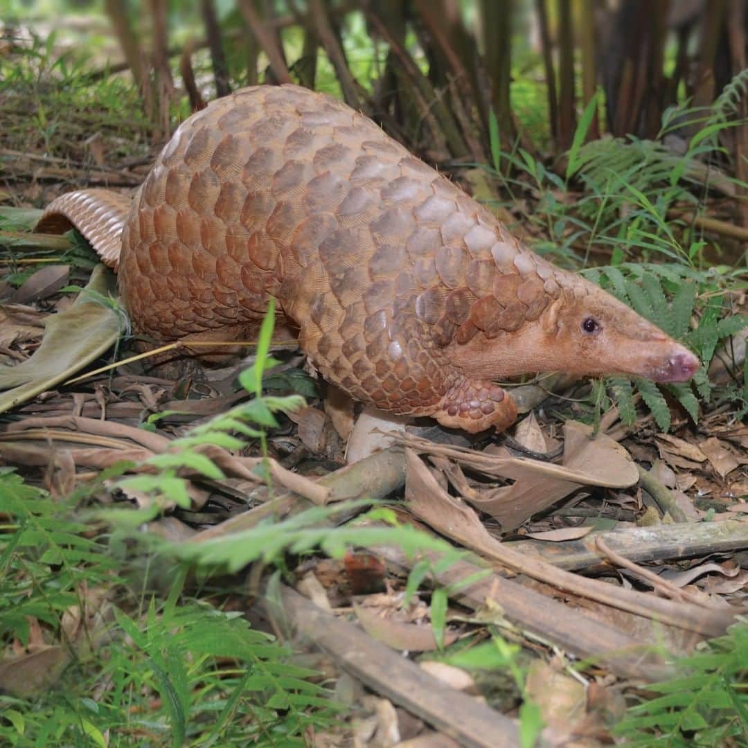 タロンガ動物園さんのインスタグラム写真 - (タロンガ動物園Instagram)「Passionate about the Pangolin? Pangolins are one of the most fascinating and bizarre mammals in the world and are often referred to as a walking pine-cone. They are “the most trafficked mammal you’ve never heard of” and there is a chance they could go extinct before most people even realise they exist!   So, on World Pangolin Day, one of the easy things you can do is have a conversation with friends and family about the lesser known species. Here are some conversation starters to get a discussion going!   Head to our website to find our more about this unusal species.  #forthewild」2月20日 7時00分 - tarongazoo