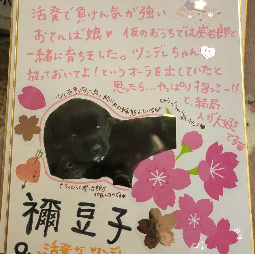 小野真弓さんのインスタグラム写真 - (小野真弓Instagram)「23日、ごましおさん主催の譲渡会、 参加予定メンバーの子犬11頭、載せさせて頂きます☺️ 生後1ヶ月〜3ヶ月。 みんな中型犬mixです🐕‍🦺 成犬サイズは、概ね15キロ〜20キロ。 室内飼いでお願いします。🏠 犬を家族にと、 ご検討されていらっしゃる方が居ましたら、 是非会いに来てください😊😊😊  2月23日（火曜祝日）13時〜15時半 沢山いらした場合は整理券を配布させて頂き、 お待ち頂く場合がございます。 密を避けながらの、感染予防をしながらの、 開催となりますので、 ご協力をよろしくお願い致します。😷  千葉県市原市喜多890-1 近くでスタッフが誘導します🍀 詳しくは⬇️  @gomashio95   全員元野犬のお母さんから産まれましたが、人慣れしているのでとても懐っこいです🌸  写真（仮ネーム） 1.りさ♀ 2.アオイ♀ 3.カナヲ♀ 4.義勇♂ 5.伊之助♂ 6.ドン♂ 7.カツ♂ 8.たくあん♂、なると♂は　 （追記✏️なると＆たくあんは、トライアル決定の為譲渡会は不参加となりました🐶🐶🎉） 9.禰󠄀豆子♀ 10.炭治郎♂  . #野犬#野犬保護#野犬捕獲#野良犬#野良犬保護#野良犬捕獲#野犬の子#野良犬の子#里親さん#譲渡#千葉県野犬#千葉県野良犬#市原市野犬#市原市野良犬#元野良犬#元野犬#保護犬を家族に#雑種犬#雑種犬の魅力をお伝えしています#雑種犬同好会#雑種ですが何か  #千葉県#市原市#里親募集#譲渡会 ★譲渡には条件があります。 詳しくはお尋ねください。」2月20日 7時15分 - hanaharuaroi