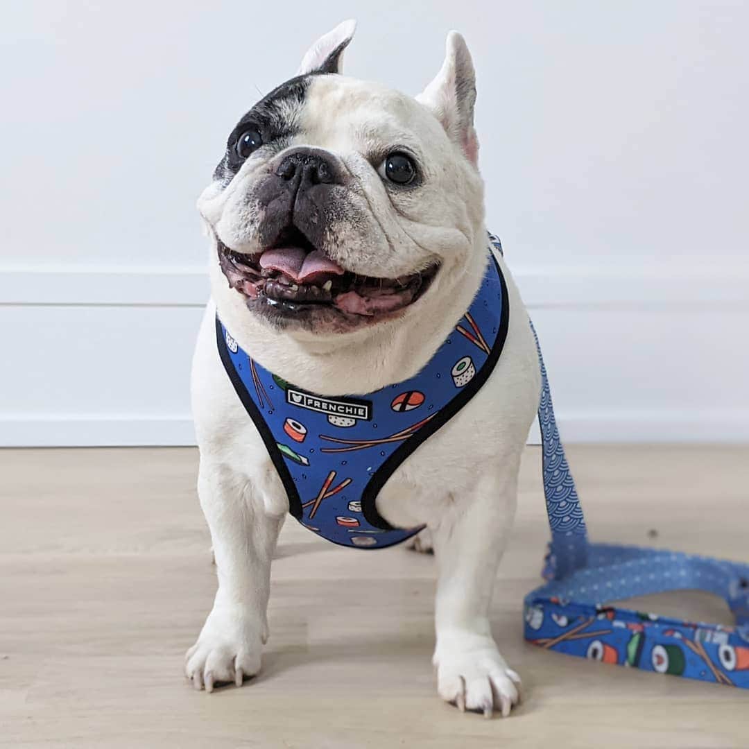 Manny The Frenchieのインスタグラム：「This is my Friday face, you know how I roll! 😃🍣🥢 Get it?!  NEW sushi harness & leash from @frenchie_bulldog」