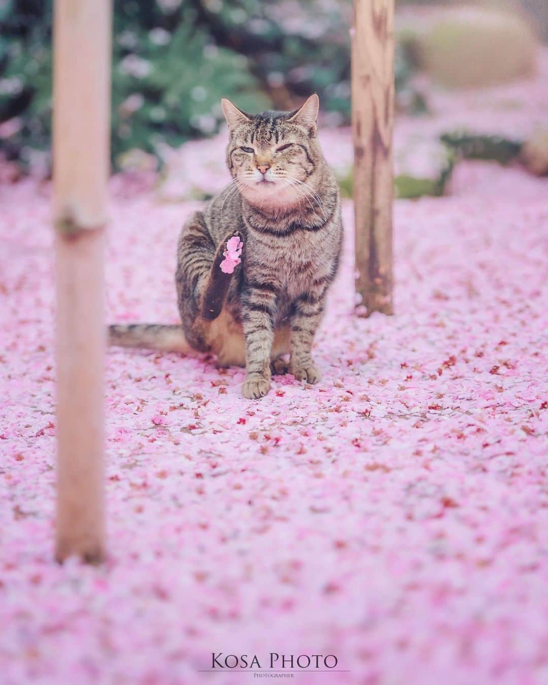 コサのインスタグラム