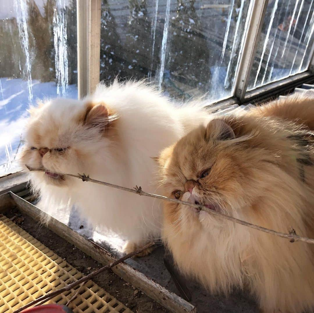 Aww Clubさんのインスタグラム写真 - (Aww ClubInstagram)「Branch Manager and Assistant Branch Manager⠀ ⠀ 📷@bowiespacecat⠀ ⠀ #meowed #bowiespacecat #himalayan #persian #manager #meownager #fluffycats #flatface #fluffy #exoticlonghair #kitty」2月20日 13時00分 - meowed