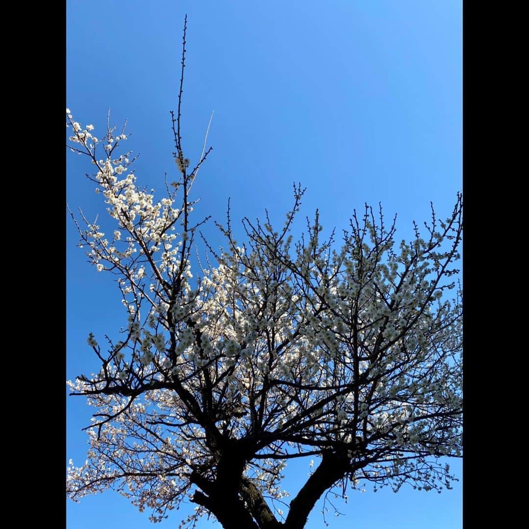 木村拓哉さんのインスタグラム写真 - (木村拓哉Instagram)「﻿ ﻿ 「晴天なり！﻿ そして、凄く暖かい。﻿ 梅の花が咲きまくりです！﻿ 今日は、11689歩でした。」﻿ ﻿ STAYSAFE!﻿ ﻿ 拓哉﻿ #木村拓哉#TakuyaKimura」2月20日 13時00分 - takuya.kimura_tak