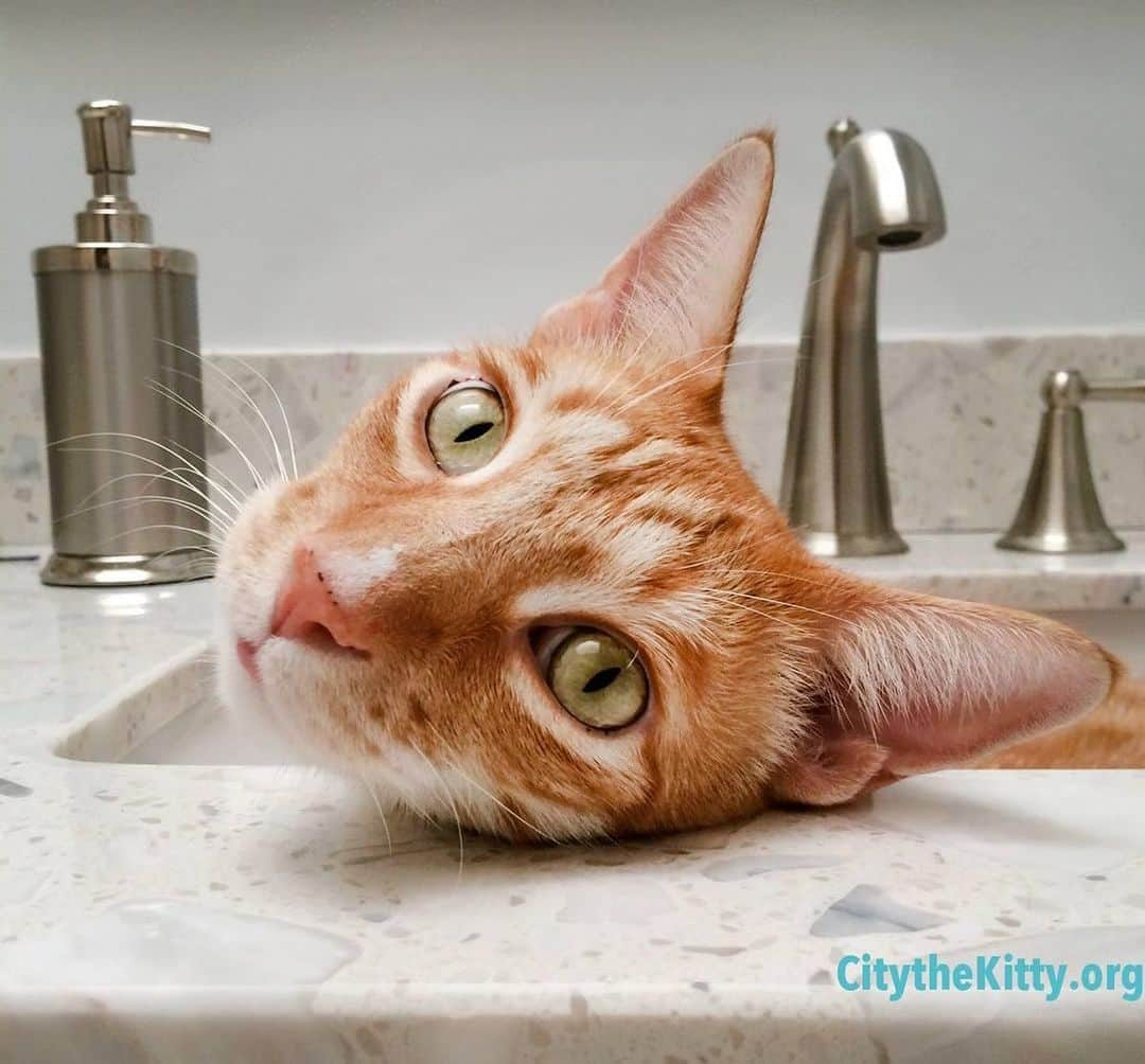 City the Kittyのインスタグラム：「Hey, what's up? 😸  #catinasink #funnycats #staywell」