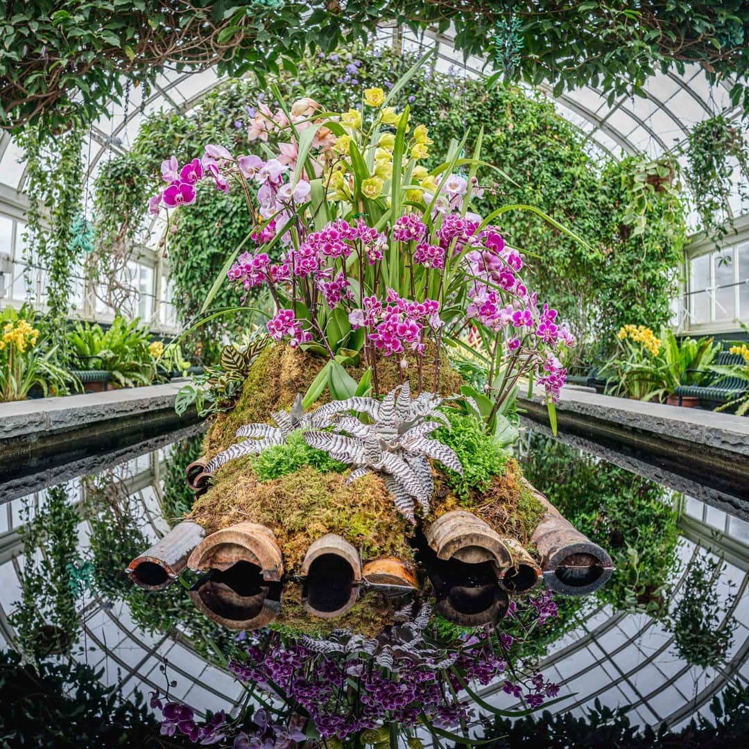 ニューヨーク植物園のインスタグラム：「Beginning this Saturday, February 20, our Spotlight on Orchids offers intimate displays of these beloved flowers in brilliant white and striking colors set against the foliage of aroids, ferns, and bromeliads—planted as they might be found in nature and blending gracefully with their surroundings. See it through April 4 inside the Haupt Conservatory. . We are forgoing our traditional orchid exhibition this year in favor of a limited display of orchids and other permanent plant collections in the Haupt Conservatory. We are pleased to offer access to the Conservatory and Spotlight on Orchids to all visitors with a Garden Pass + Conservatory ticket. . We look forward to the return of The Orchid Show in 2022. . #plantlove #orchids #AllInNYC」